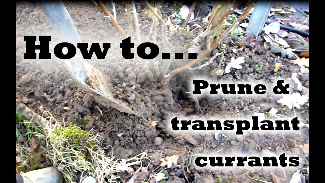 Pruning and transplanting currant bushes | How to | Alternative Smallholding