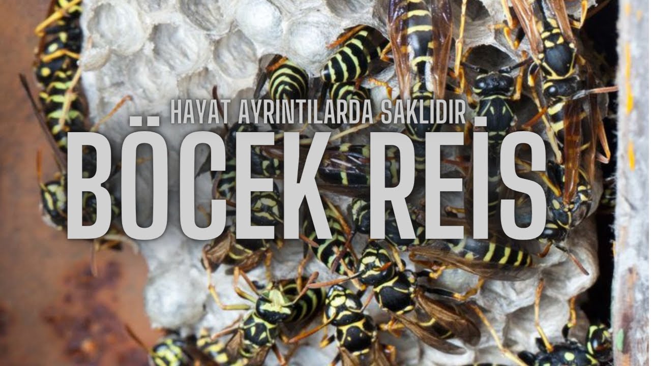 Arılara Sakın Bunu Yapmayın #BöcekReis /Kağıt Eşek Arısı