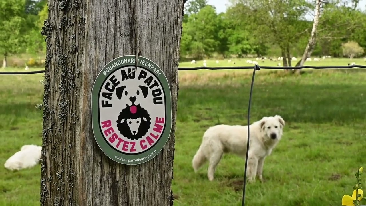 Des gestes simples pour une bonne communication avec les chiens de protection / PNR Millevaches