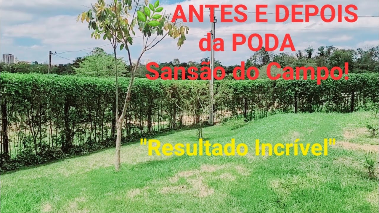 Transformação da Cerca Viva Sansão do Campo! (Resultado Surpreendente)vídeo [99]