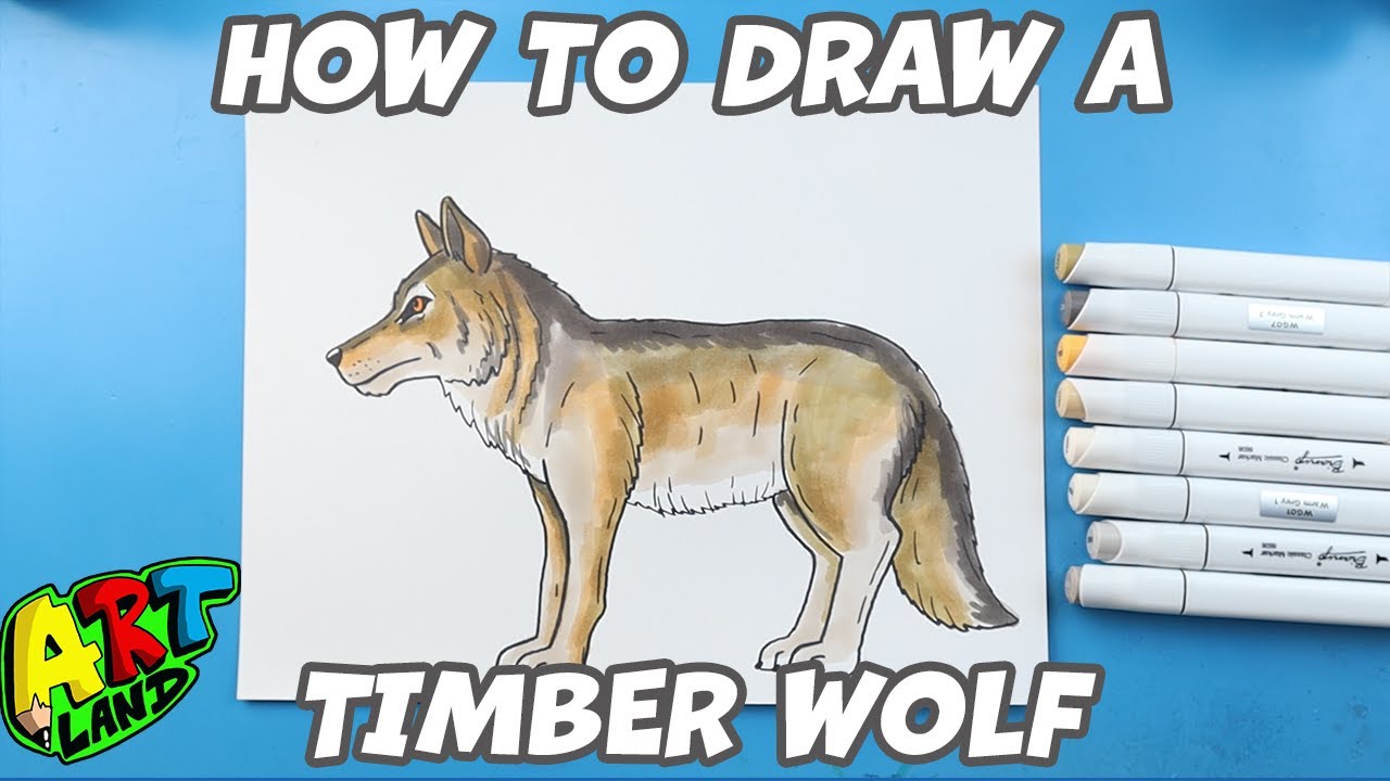 How to Draw a Timber Wolf