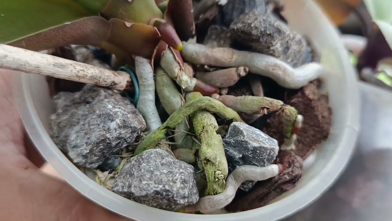 APRENDA A REGAR ORQUÍDEAS MESMO SENDO INICIANTE