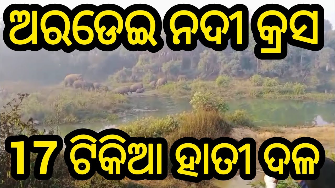 ଅରଡେଇ ନଦୀ କ୍ରସ 17 ଟିକିଆ ହାତୀ ଦଳ l#elephant #viral #trending #viralvideo #trendingvideo #animals#odia
