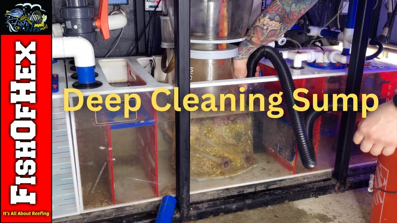 300 Gallon Aquarium Geo's Reef Sump Cleaning