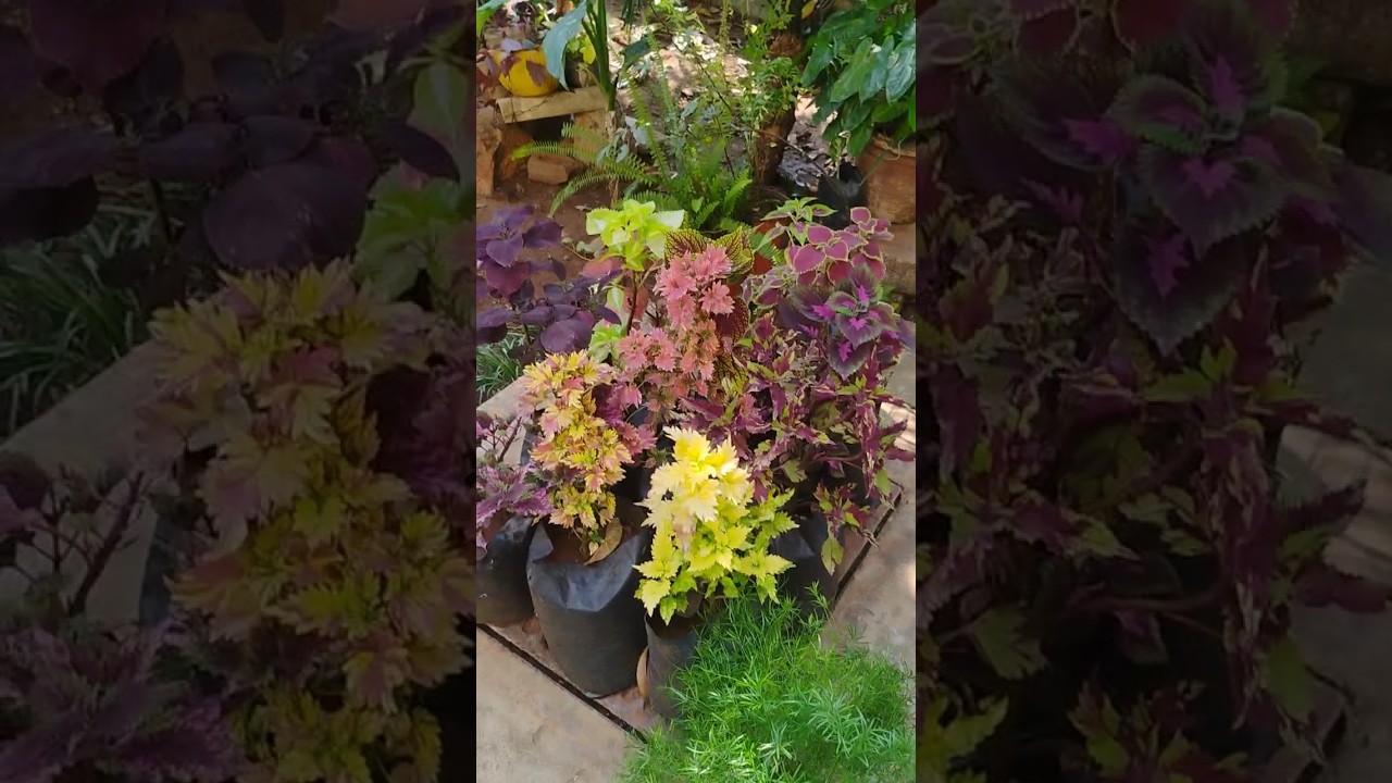 #gardening #telugu #youtubeshorts #youtube #ytshorts #yt #viral #telugu #trend #nature #plants