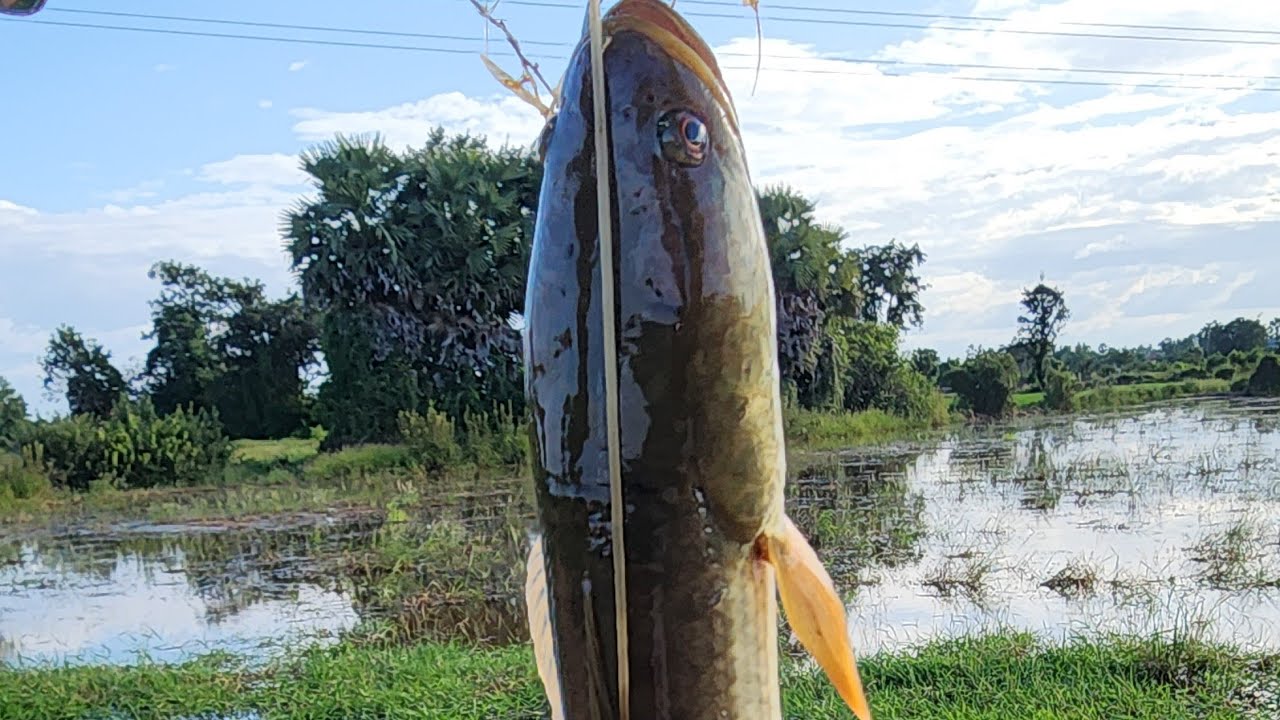 ប្រឡង់កើប 