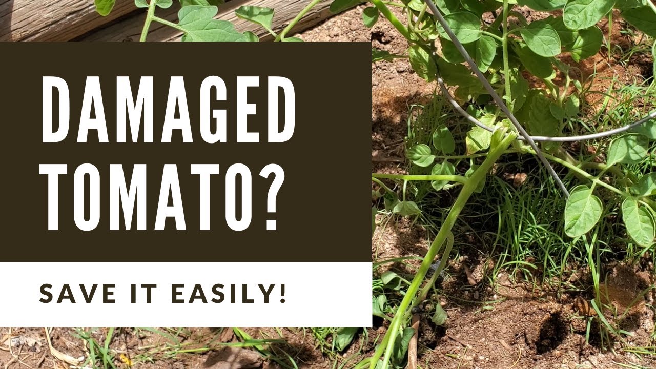 How to Save a Broken or Damaged Tomato Plant