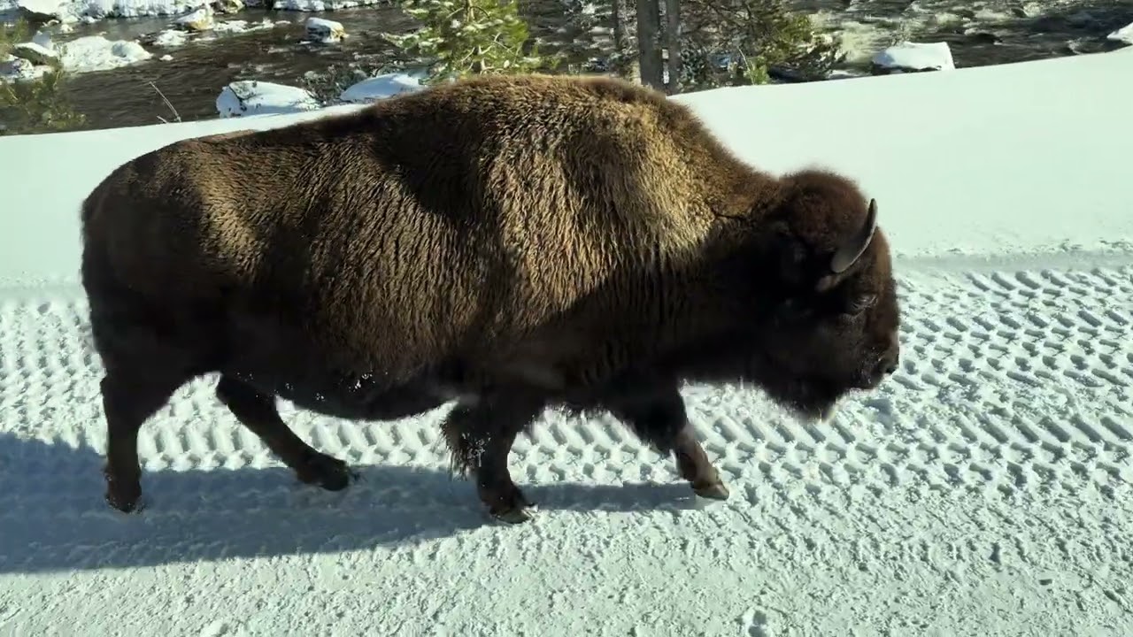 Snow and Cold Yellowstone National Park 