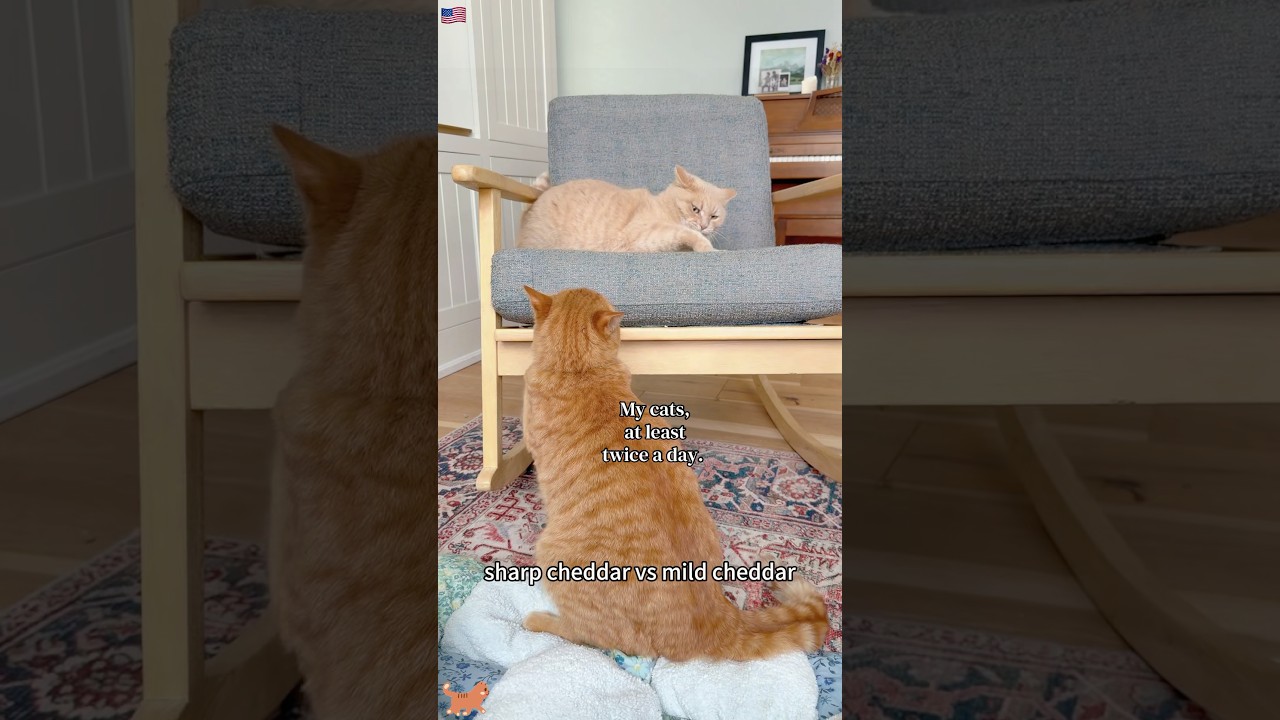 Ежедневная мыльная опера моих двух котов 🐈 #fyp #funny #pets #cute #fypyoutube #foryou #cats #fun...