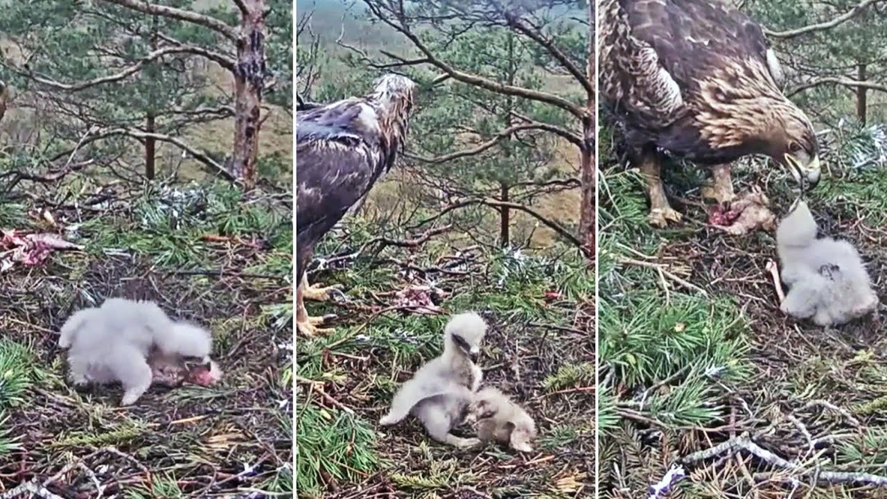 Warning!☹️ 😭 Spilve is feeding still alive eaglet #2 to  her first born~12:42 PM ff  2025/05/19