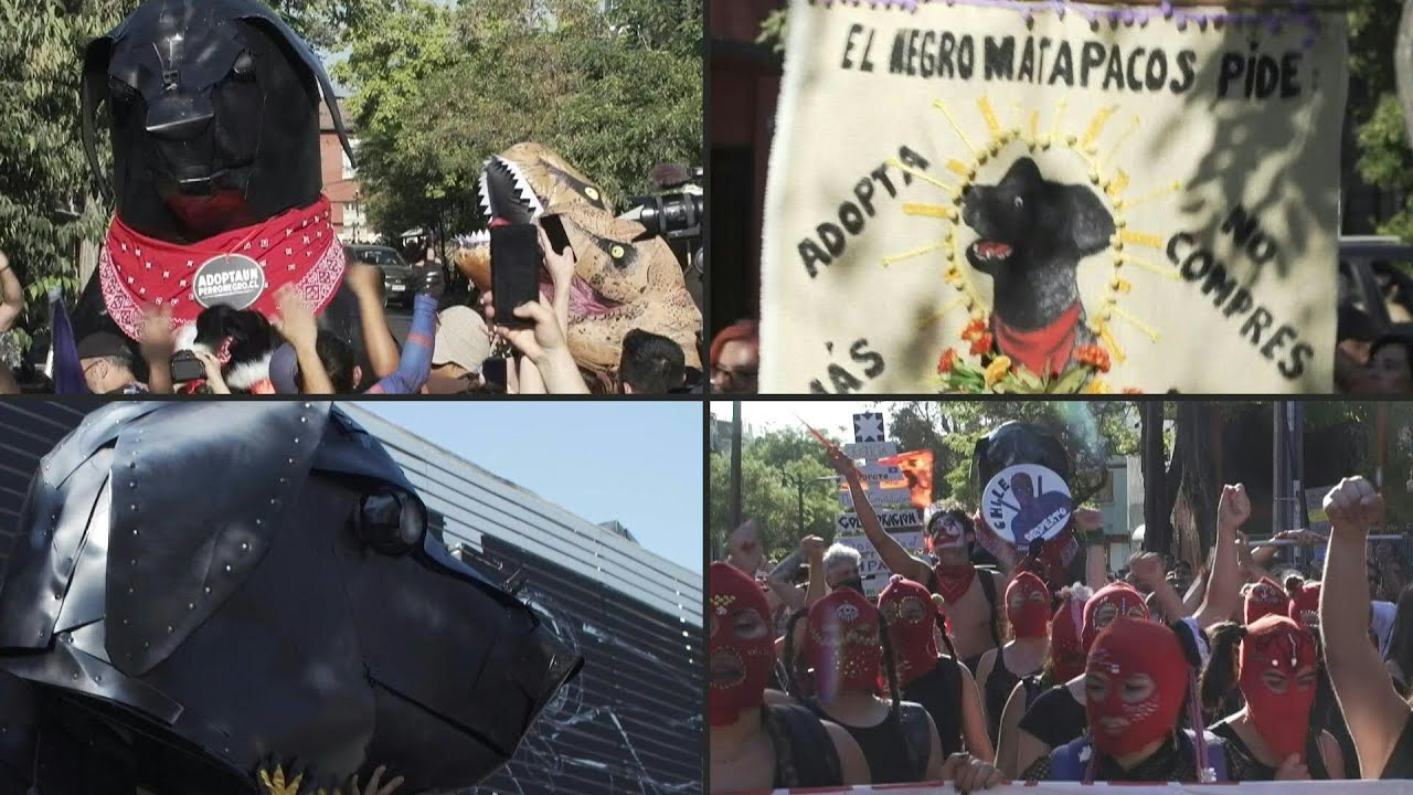 El Negro Matapacos, un perro ícono de resistencia social en Chile | AFP