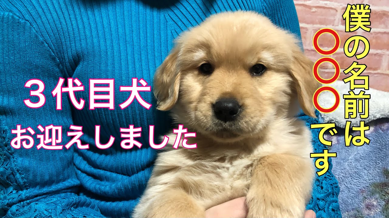 【子犬お迎え】ゴールデンレトリバーパピーを3代目犬としてお迎えしました