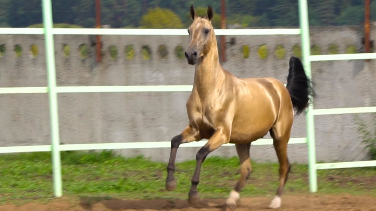 The beauty of akhal-teke horses