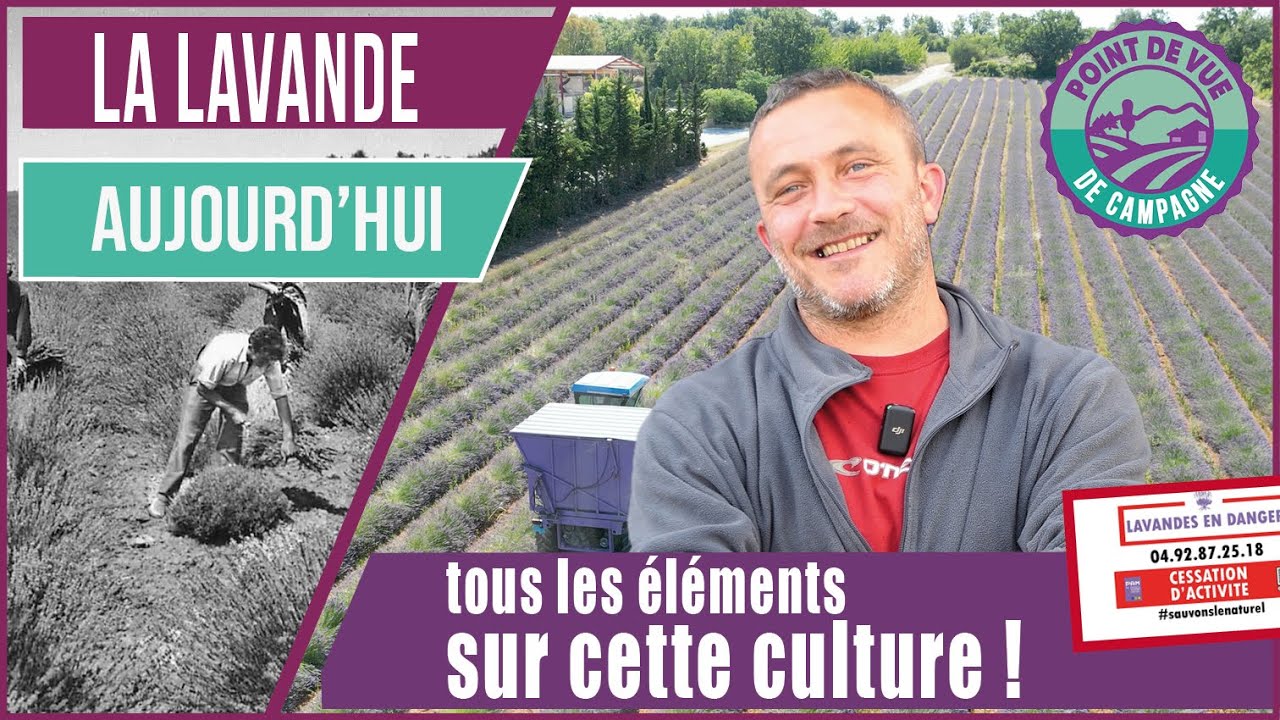 La lavande  - tous éléments sur cette culture. Malgré la crise !