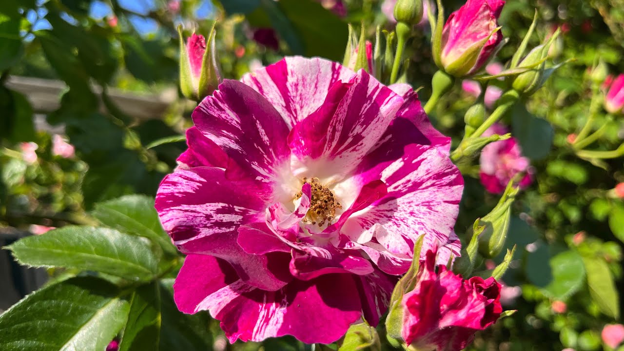 Oh Wow | Purple Splash climbing rose