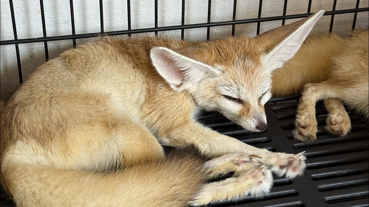 สุนัขจิ้งจอก น่ารักน่าเลี้ยง 