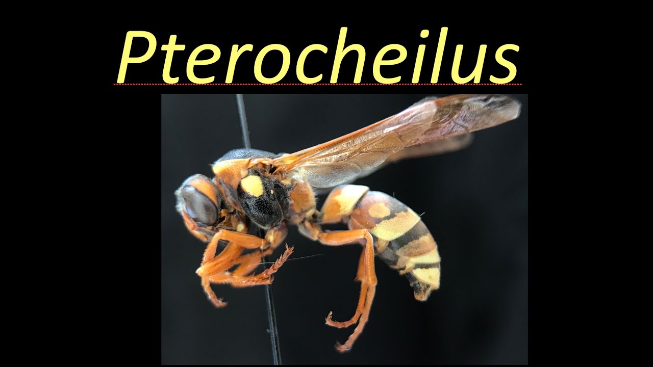 Pterocheilus (Vespidae)