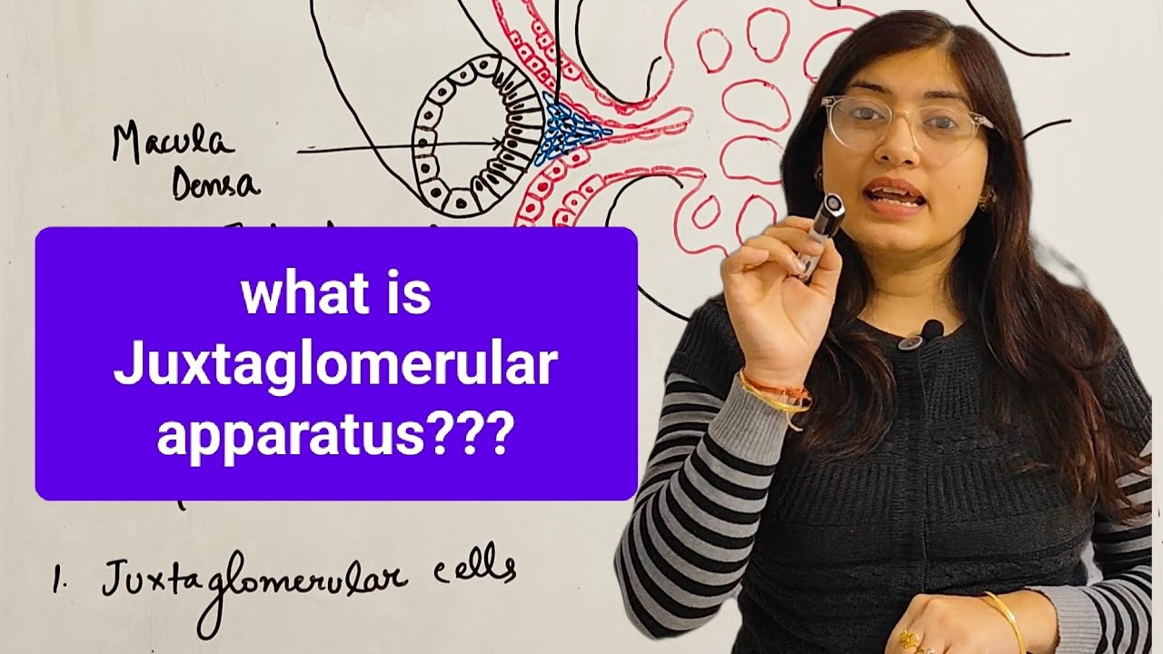 Juxtaglomerular apparatus easy explanation in hindi #juxtaglomerular #kidney #glomerulus 