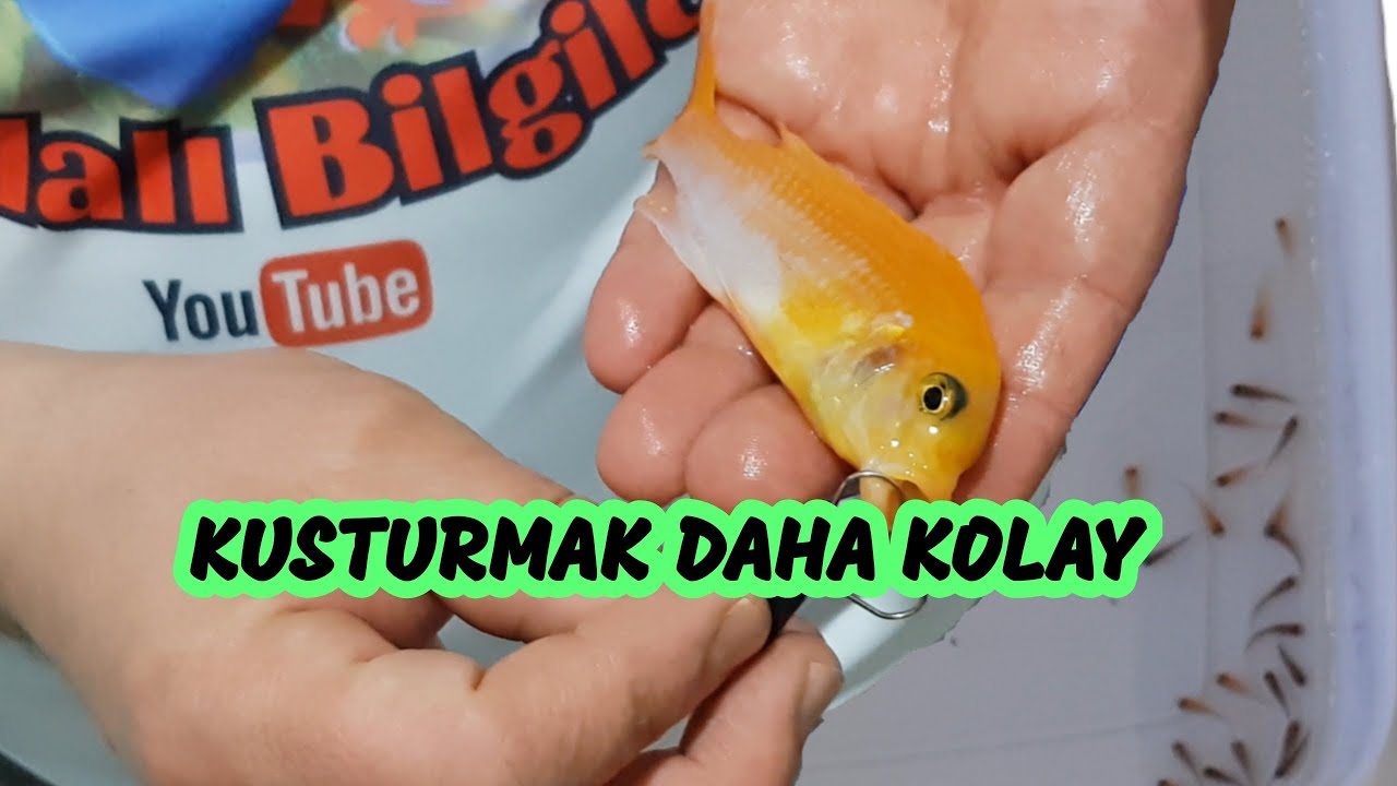 AKVARYUM BALIKLARINA KUSTURMA APARATI YAPTIM, balık kusturma, sarı prenses