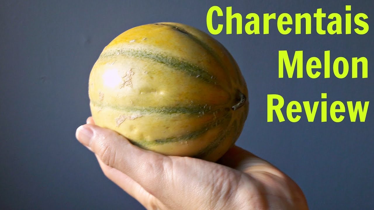 Charentais Melon Review - Weird Fruit Explorer Ep. 190