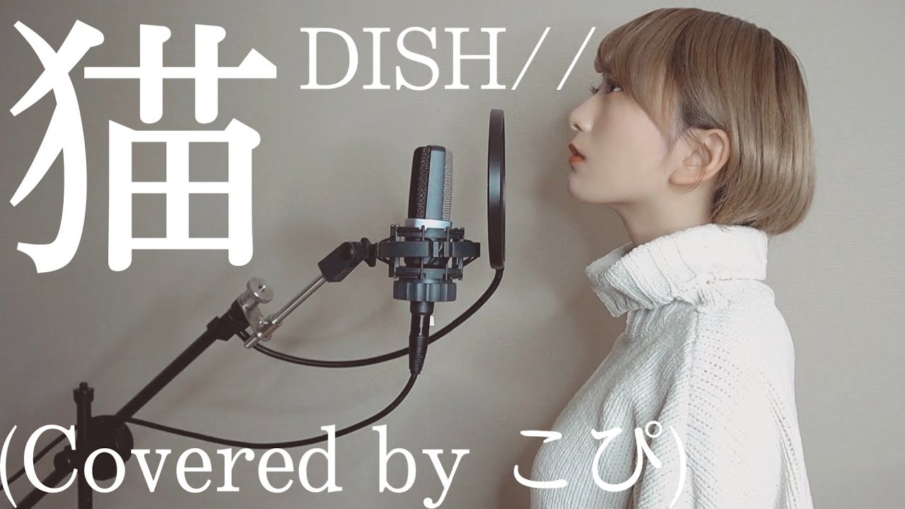 猫 / DISH// (Covered by こぴ)