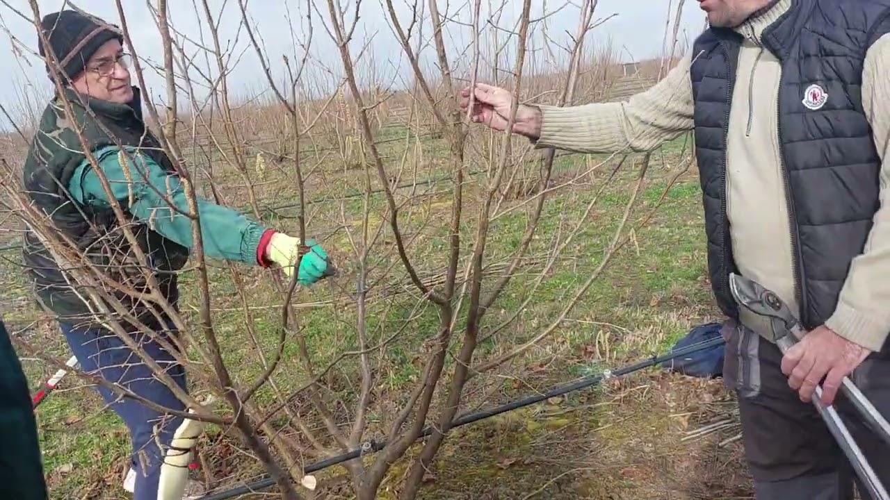 Rezidba lešnika, obuka rezača u zasadu lešnika,