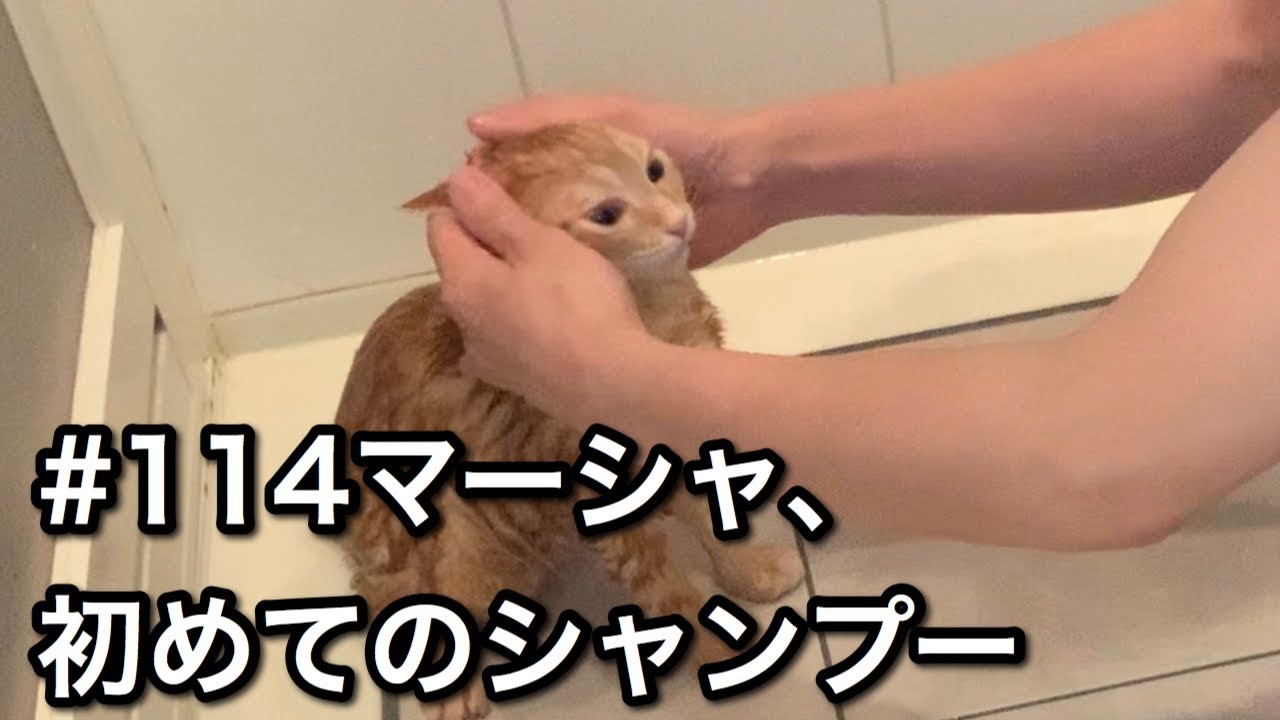 #114 マーシャ、初めてのシャンプー