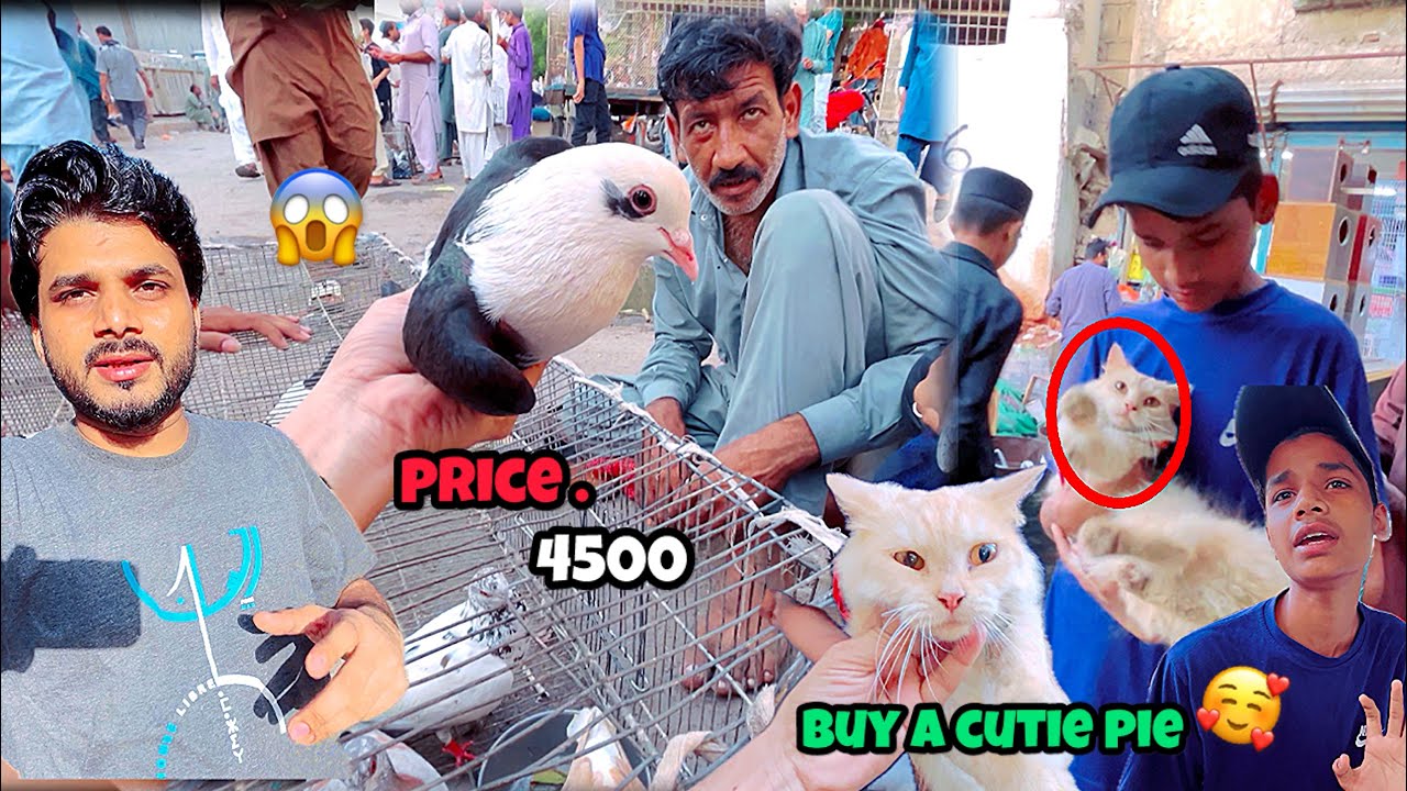 Itna Mahanga Kabutar Q || Buy A Cat🐈 @armanbirds