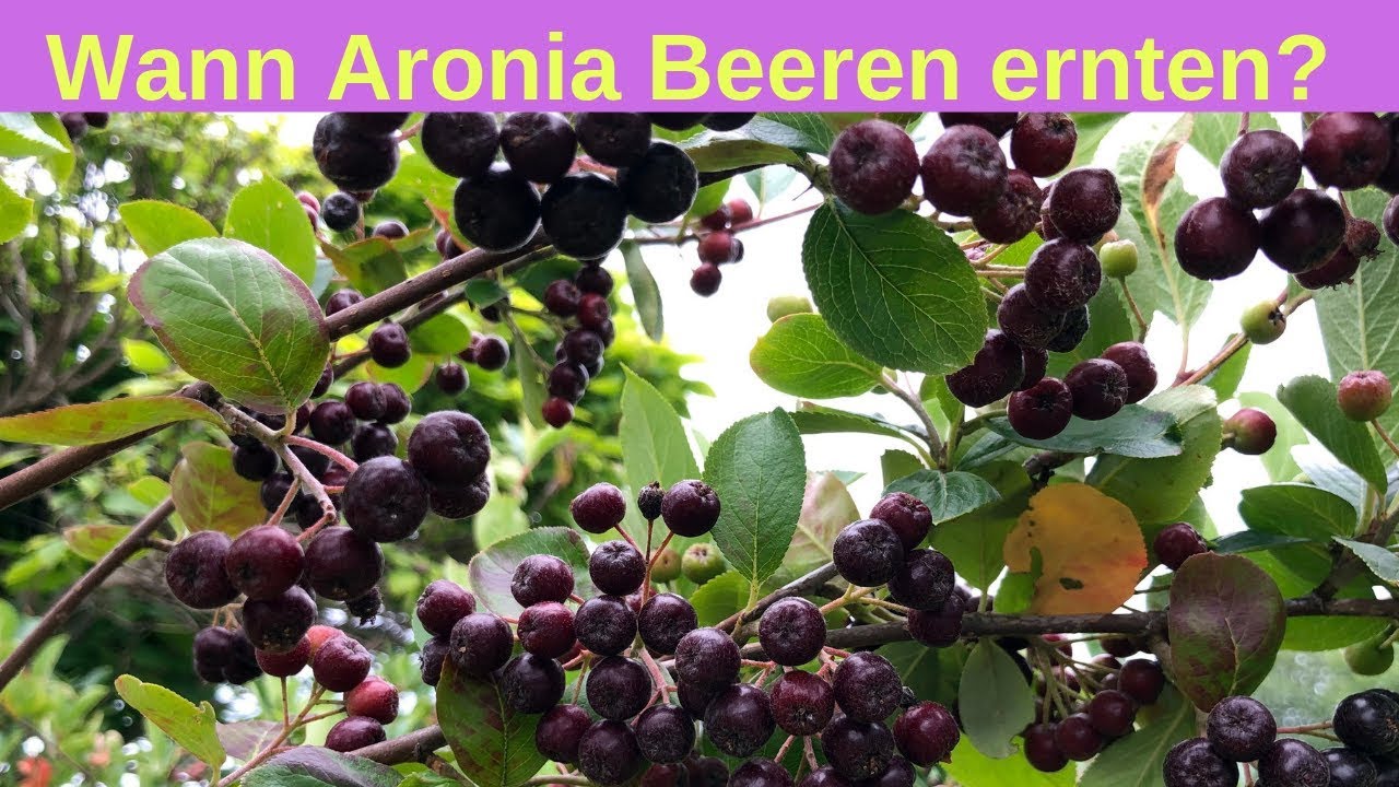 Wann kann man Aronia Beeren ernten?