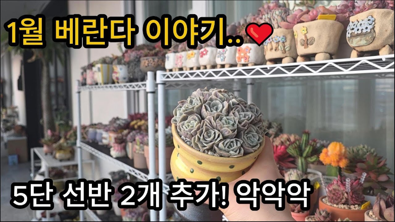 1월 베란다 이야기~ 5단 선반이 2개나 늘었어요 #다육식물