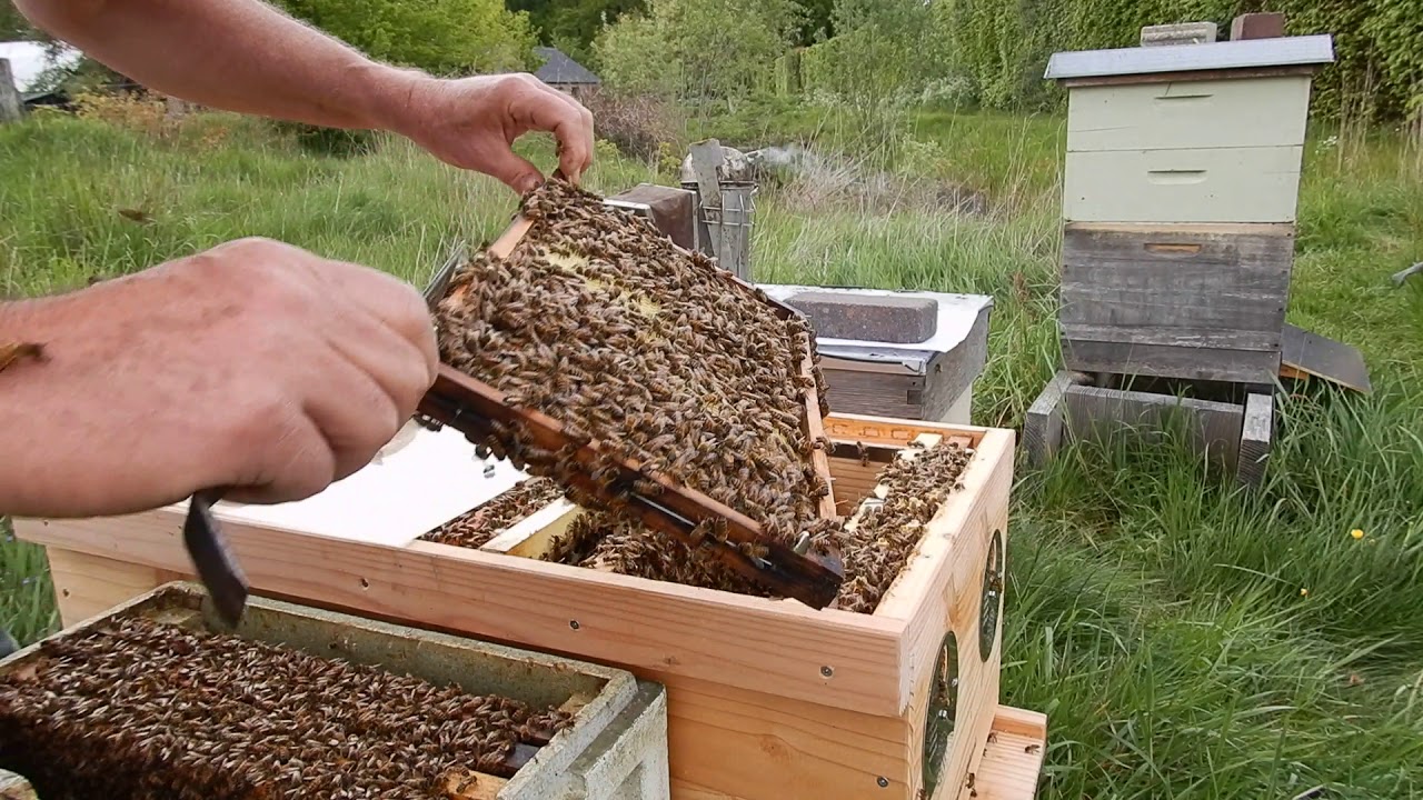 De TOP kast broedaflegger maken 10 mei 2019