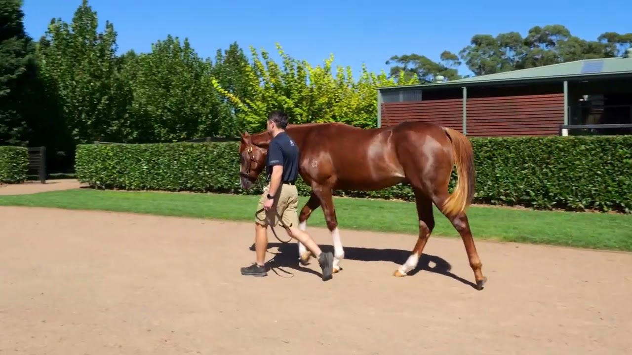 Russian Revolution x California Kook YEarling Parade
