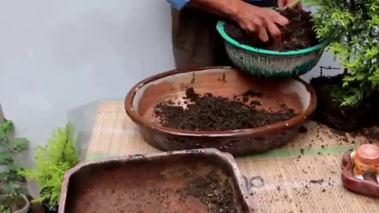 Trasplante de un bosquecillo de Cipreces  Parte 1