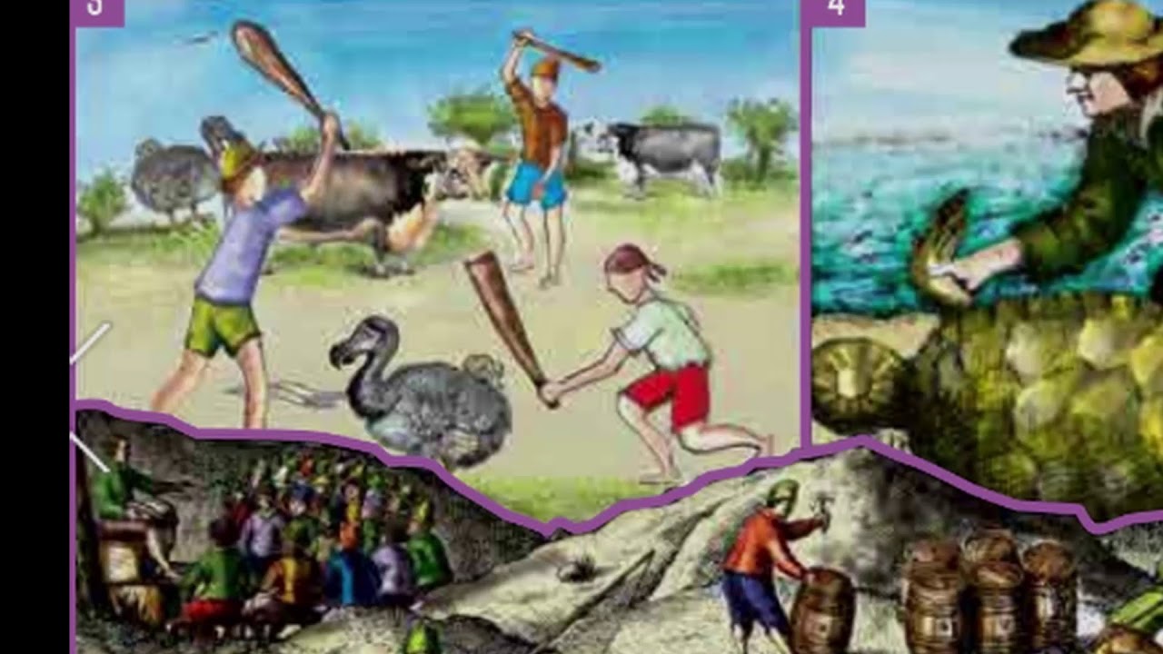 The Dutch settlement in Mauritius