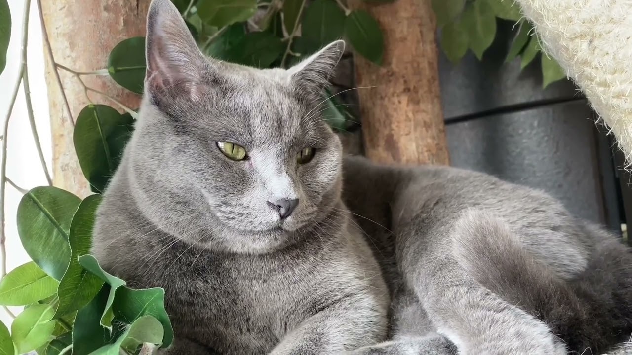 Звуки для Вашей кошки или кота Привлекательные звуки для котов  Потеряли кошку, включите этот звук