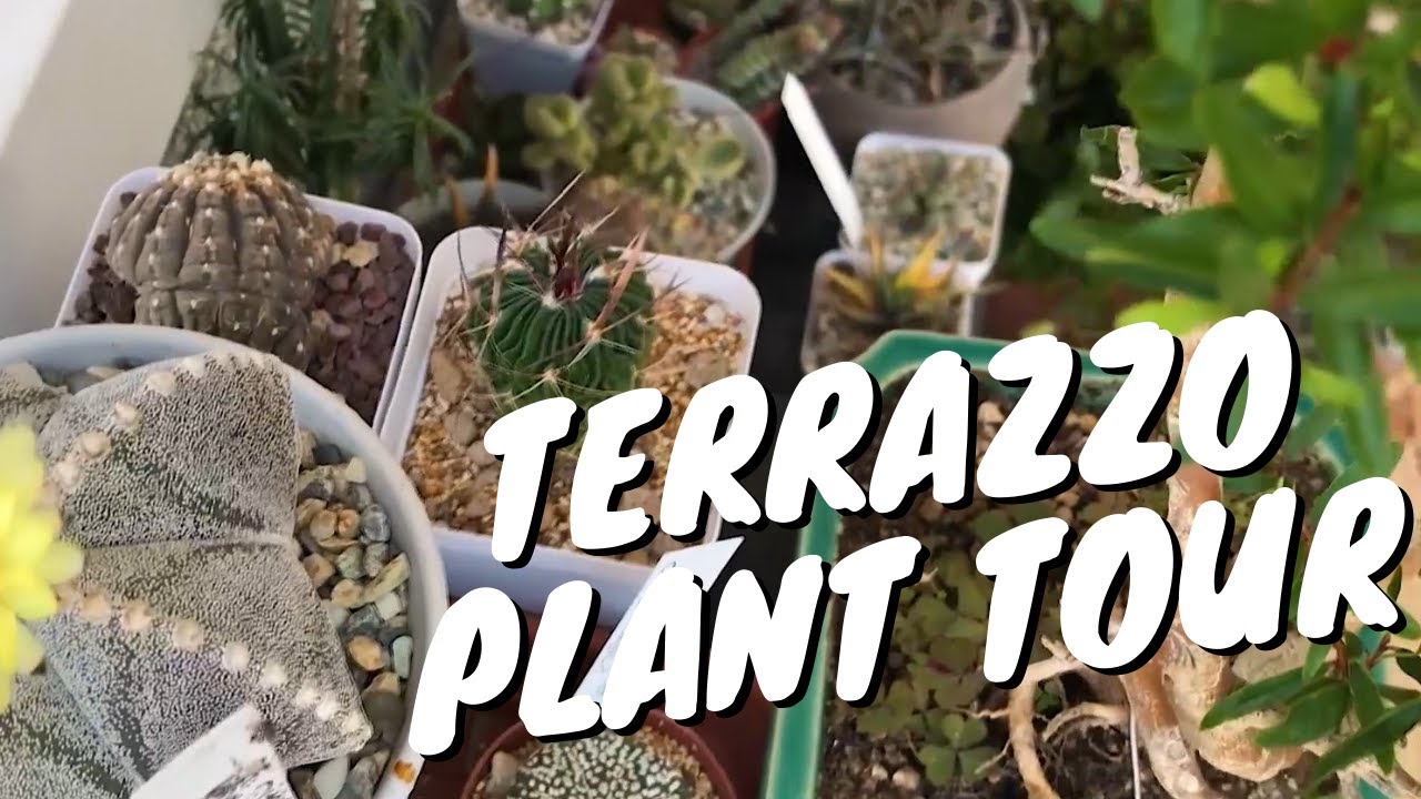 PLANT TOUR SETTEMBRE 2021 - TUTTE SUL TERRAZZO