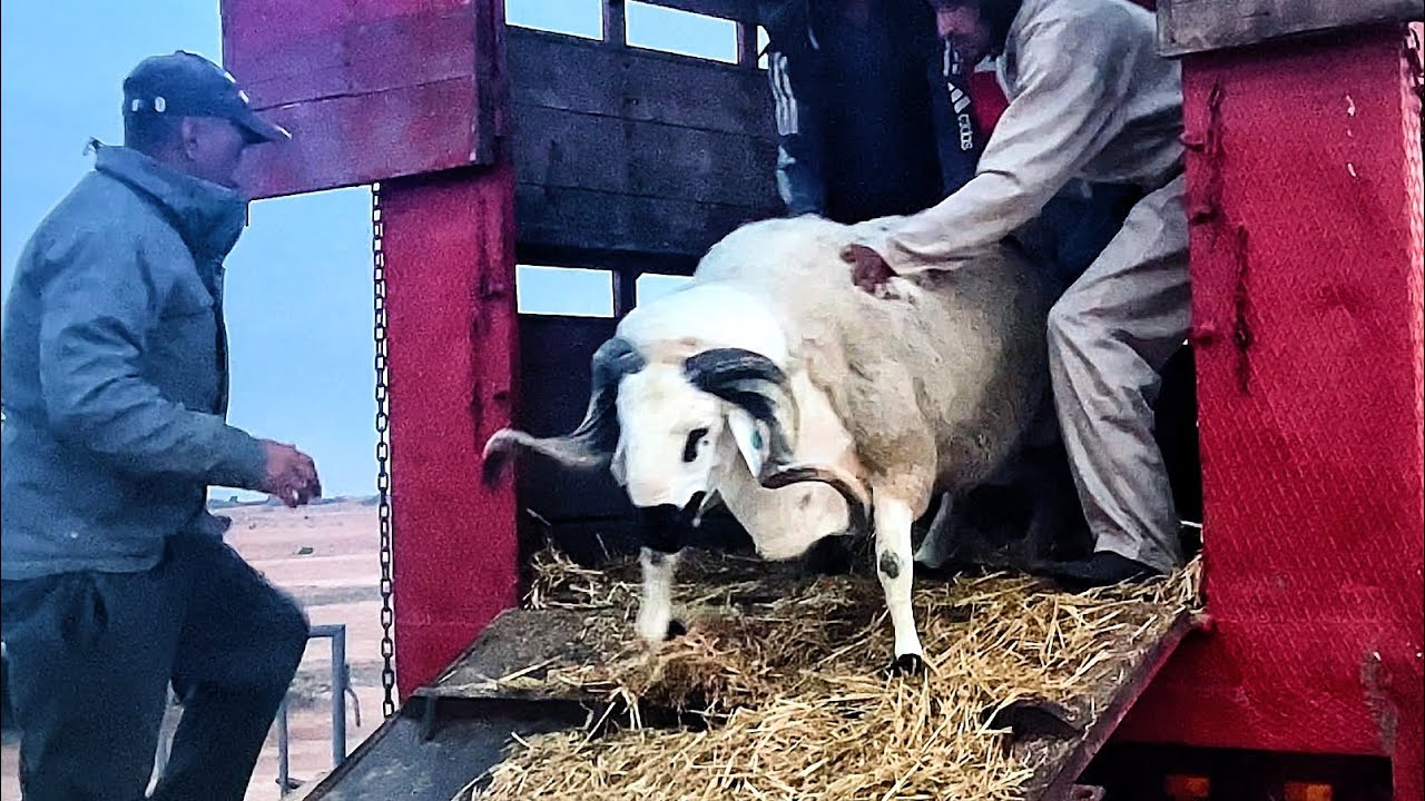 🎬مشهد عالمي🌍 لحظة نقل أضخم حولي في المغرب 🇲🇦 مول 200kg🔥ووصوله إلى ساحة المسابقة❤️🏆