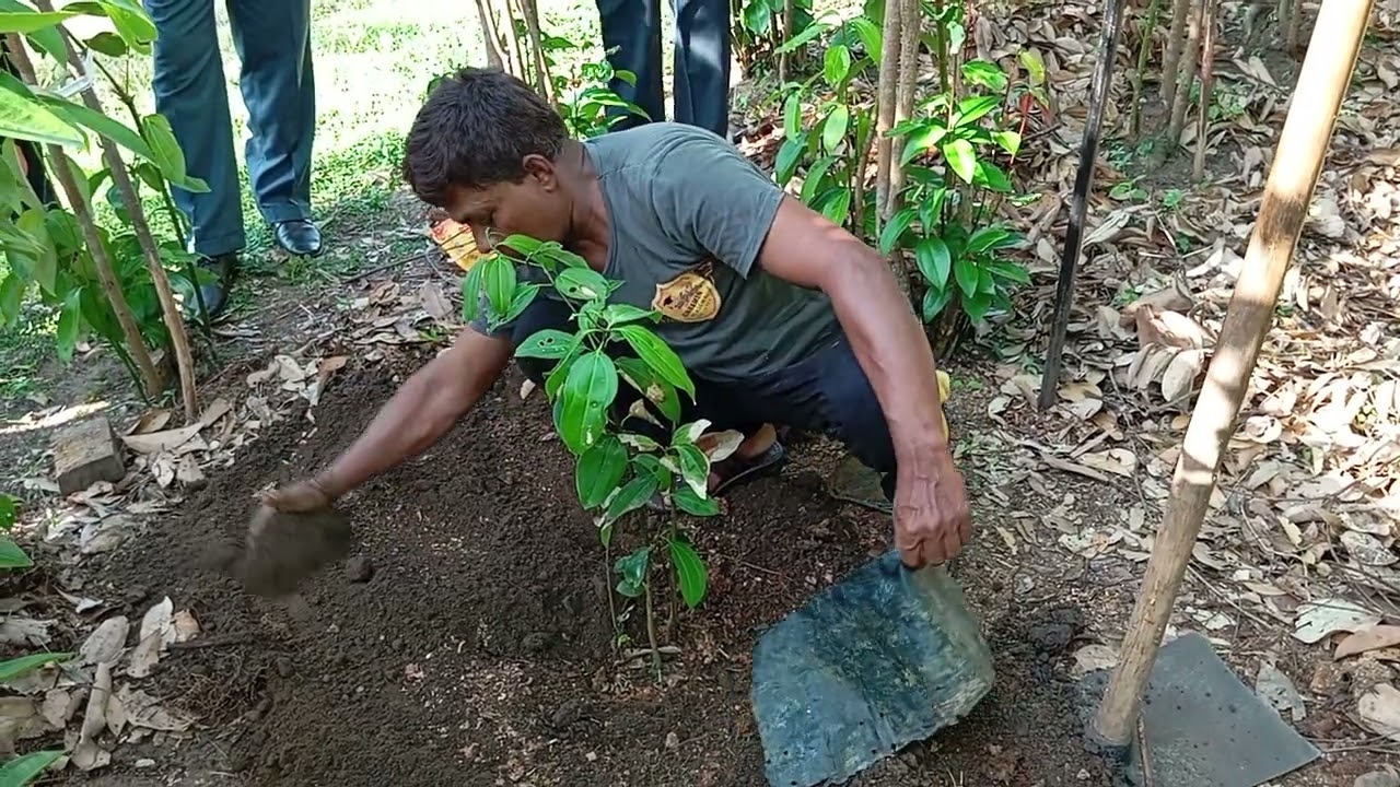 නිවරදිව පැළයක් වගාව තුල ස්ථාපිත කරමු. 