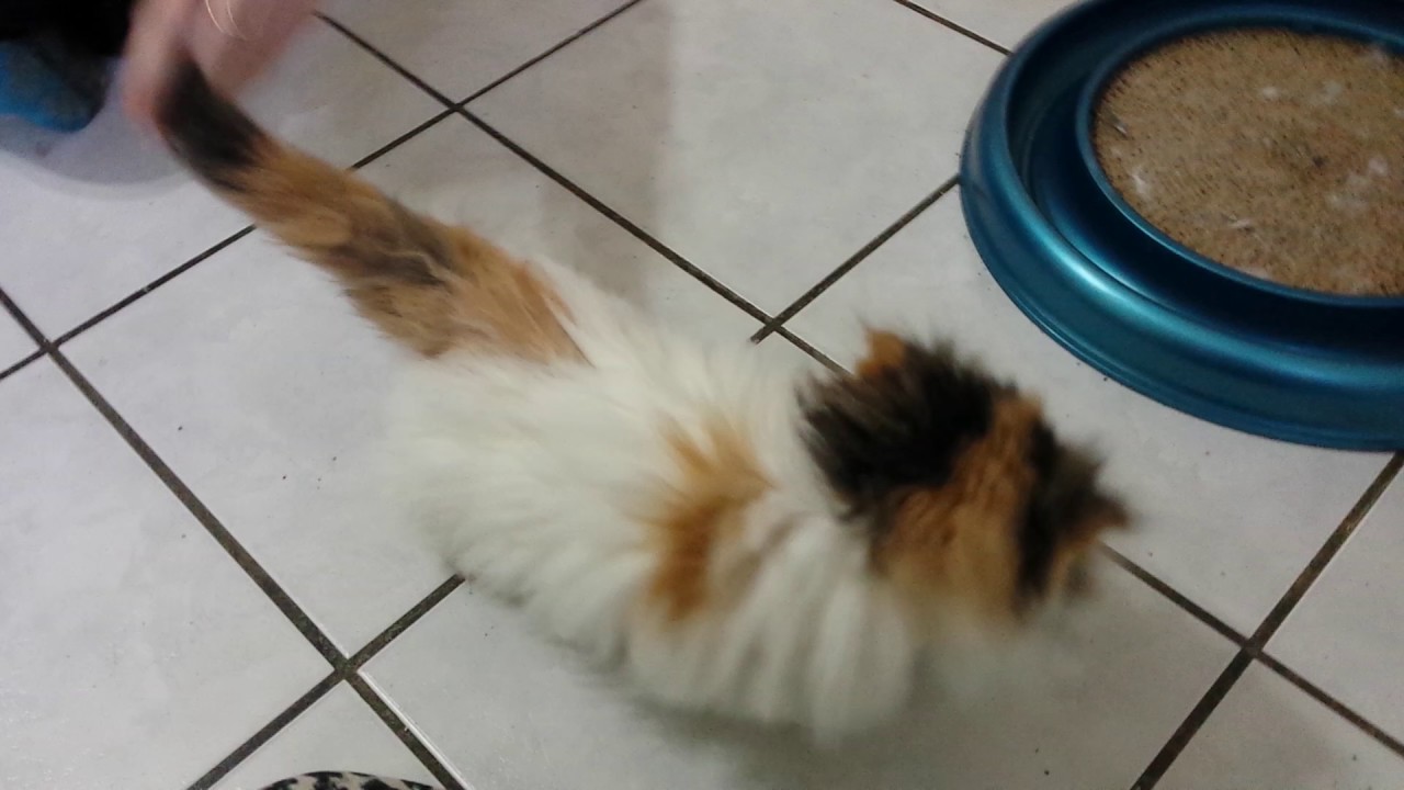 Persan baby 10 weeks old so excited