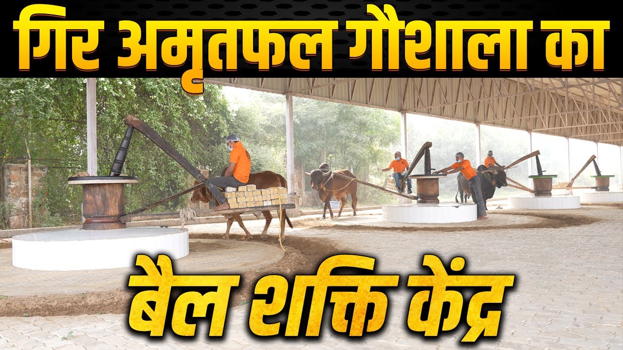 बैल कोल्हू के तेल । Bull Driven Cold Pressed Oil । देश में कहीं से ऑर्डर करें । Gir Amritphal ।