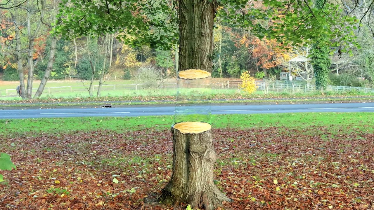 Easy 3D Tree Illusion Art