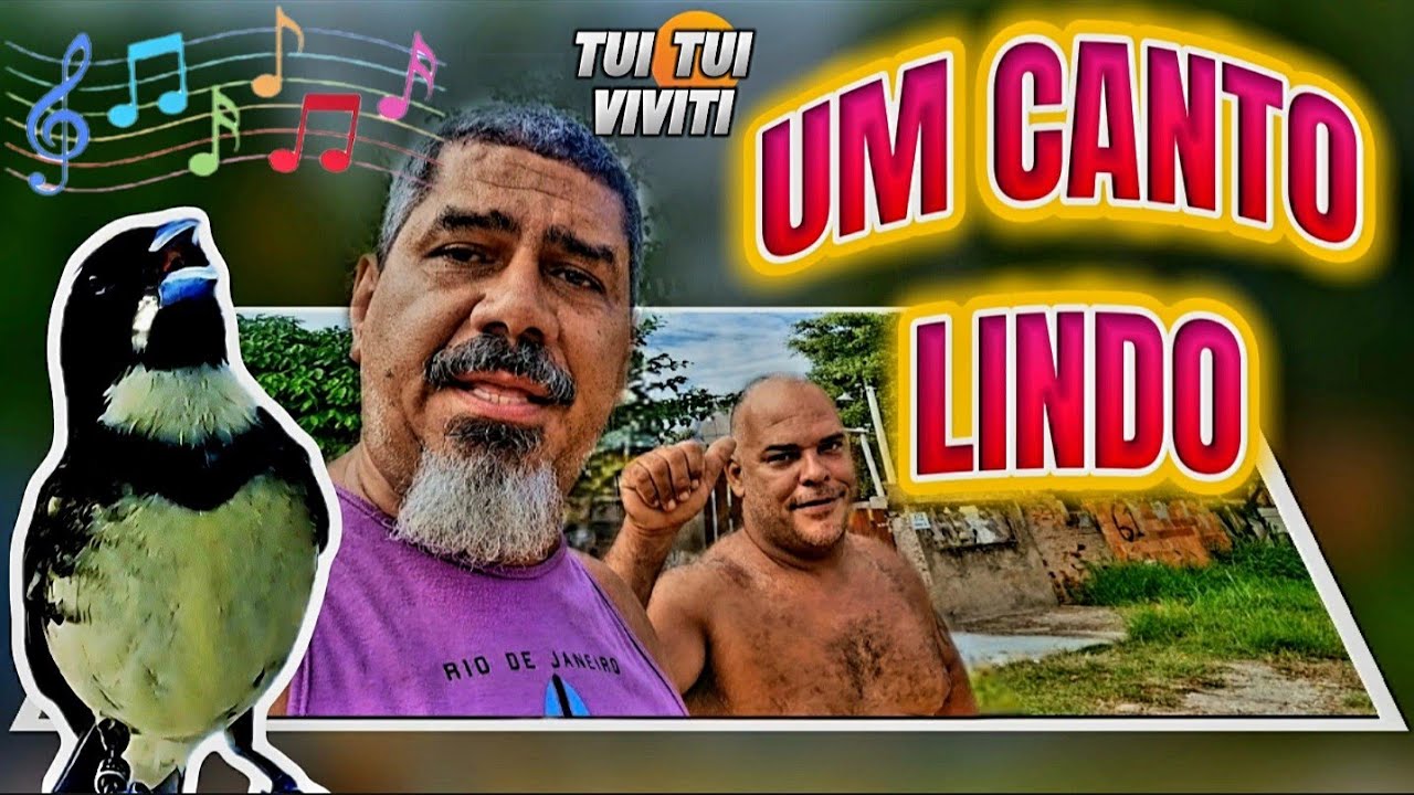 O CANTO MAIS RARO DE UM COLEIRO 