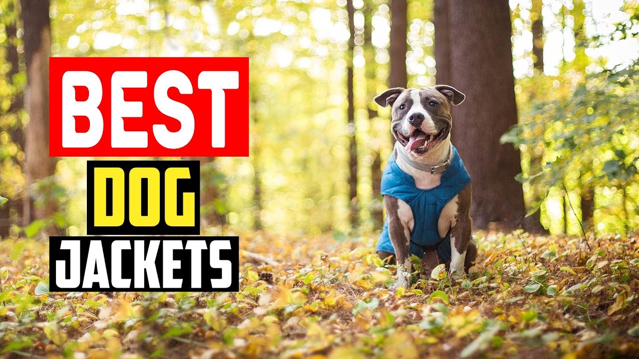 ✅Top 5 Best Dog Jackets Tested With Real in 2025