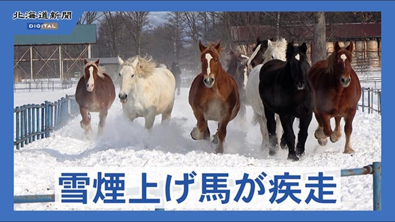 十勝管内音更町で馬追いの一般公開始まる