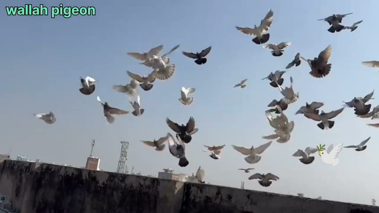 तीन कबूतर का शिकार ll Aaj teen kabutar pakde ll गोला कबूतर की लड़ाईया