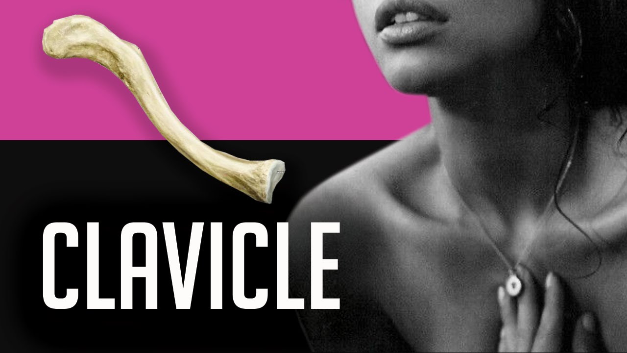 Clavicle (collarbone) - the Upper Limb bone anatomy for artists