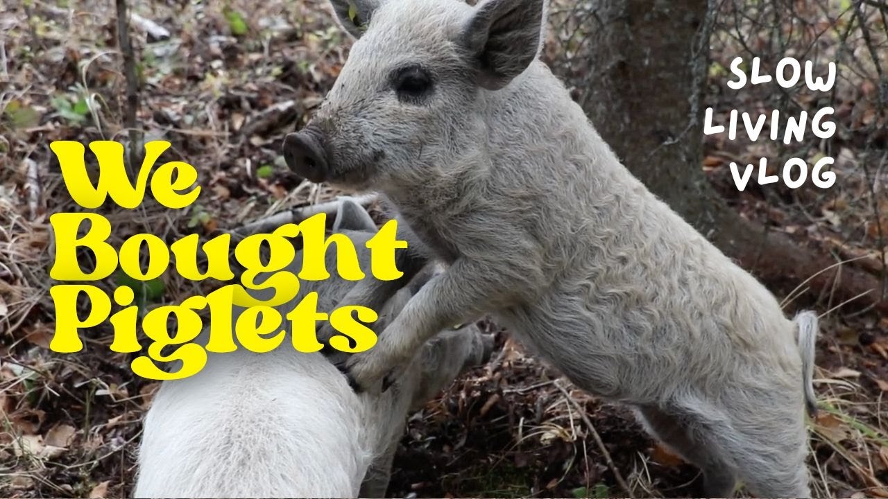 Homestead VLOG: We Got Mangalitsa Piglets!
