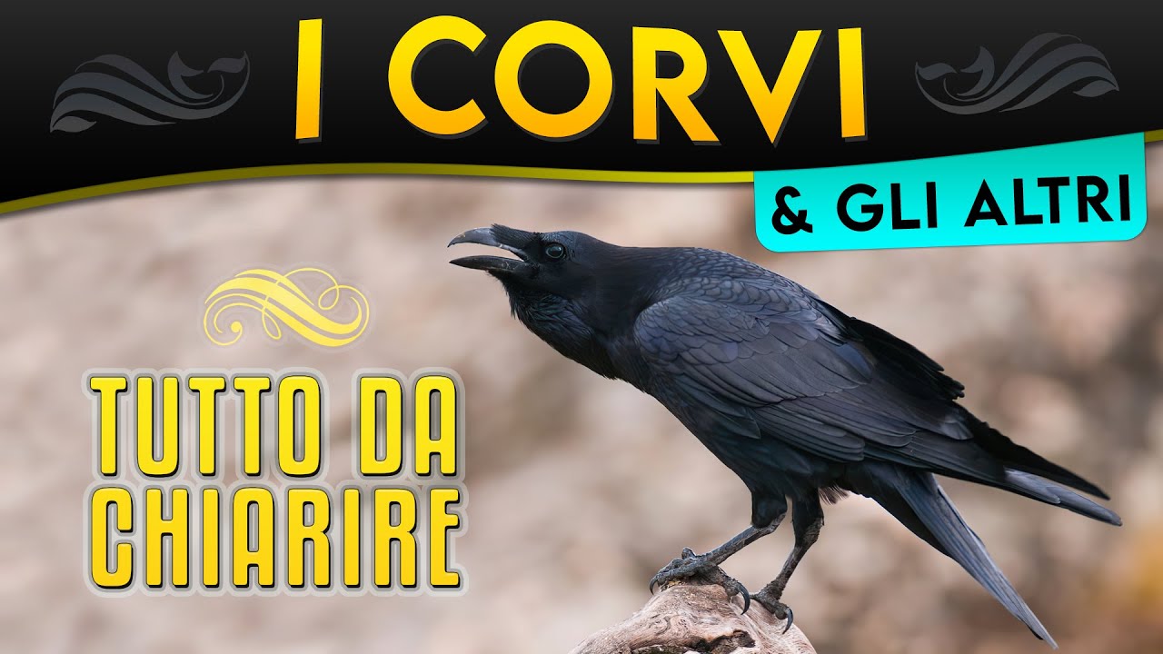 I Corvi e gli altri: tutto da chiarire ► Puntata 31