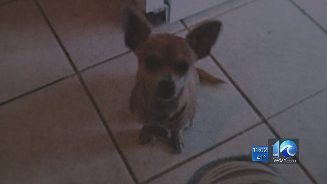 Eastern Shore family of euthanized dog sues PETA