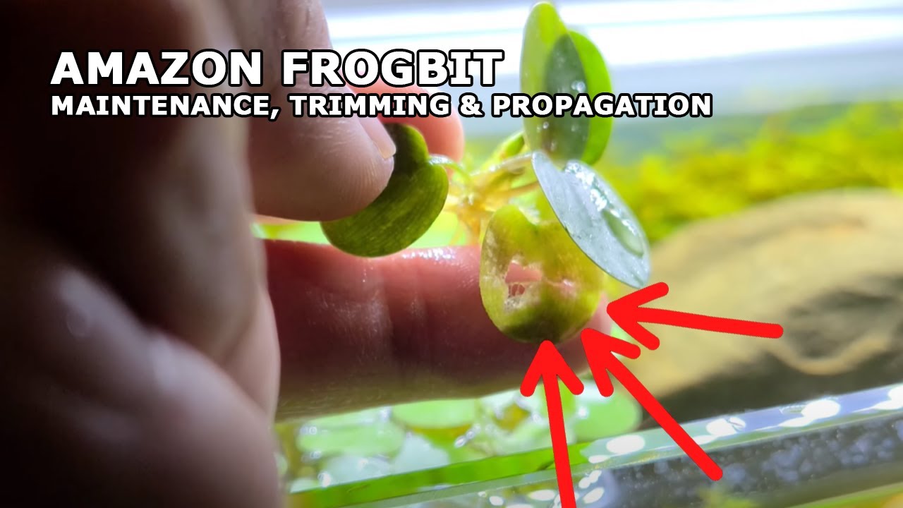 3 РАСПРОСТРАНЕННЫЕ ПРИЧИНЫ, ПОЧЕМУ ваш Amazon Frogbit не процветает (и как это исправить)